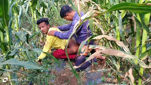 Sweaty Fields of Desire: Passion Ignites Between Brawny Indian Workers – IndianGayHeat 18+