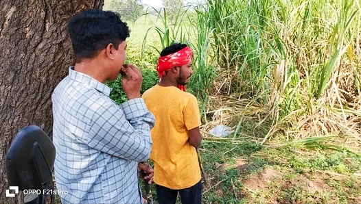 Steamy Sugar Cane Rendezvous: Rustic Farmers Hidden Desire for Urban Lover in Scorching